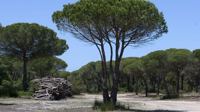 Escoem firma un convenio  con WWF España para la reforestación de Doñana