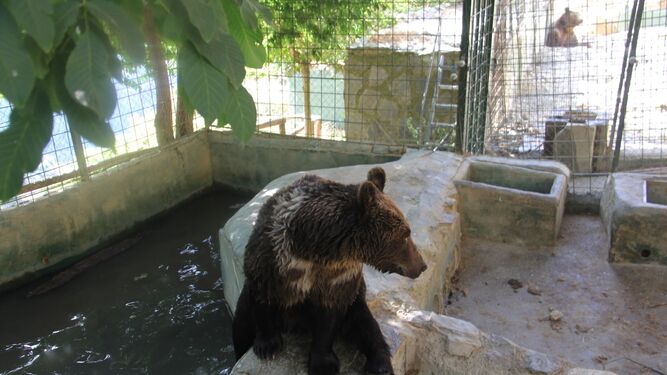 Los osos de Peña Escrita se mudan a Hungría el jueves
