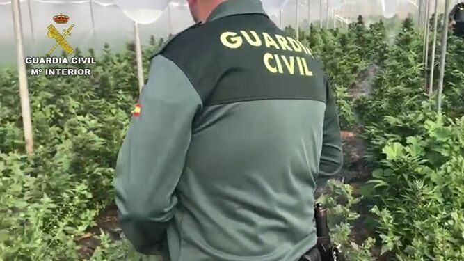 Imagen de archivo de un agente de la Guardia Civil en una plantación de marihuana.