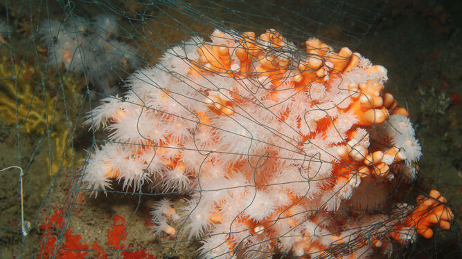 Colonia de coral enganchada por una red.