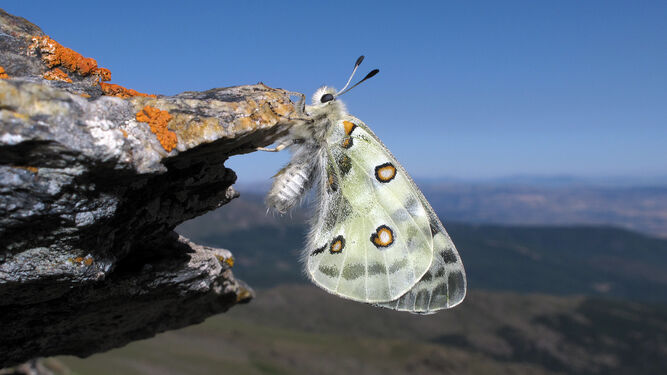 Una mariposa apolo ('Parnassius apollo nevadensis') en Sierra Nevada