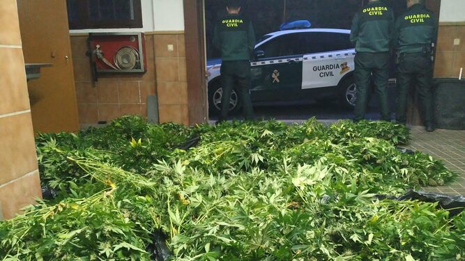 La lucha antidroga deja más de 1.000 plantas de marihuana decomisadas en Atarfe y Ugíjar