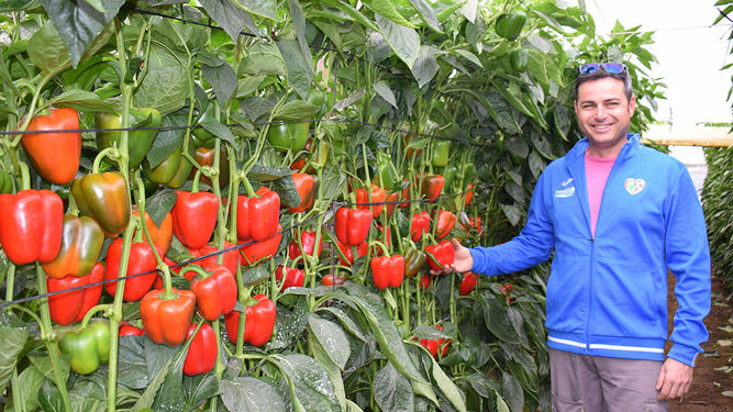 Enrique Fernández, agricultor que está cultivando pimientos california con Menes F1.