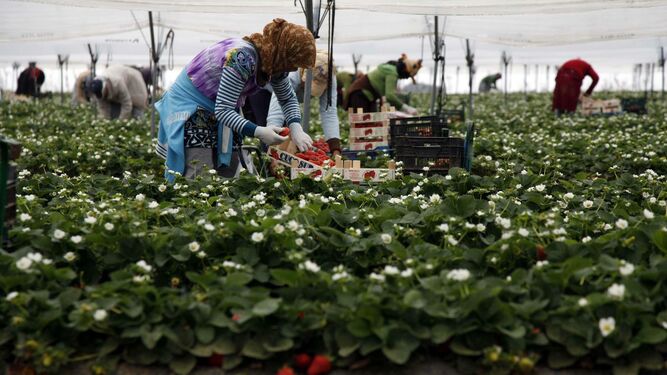 Varias trabajadoras recogen fresas durante la campaña onubense.