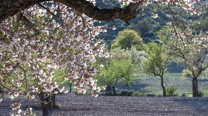 Granada se mantiene como principal productora de almendra en cáscara de Andalucía