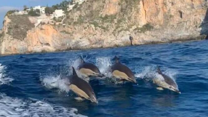 Avistamiento de delfines en La Herradura.