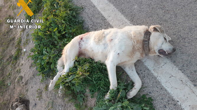 Uno de los dos perros que fueron matados con disparos.