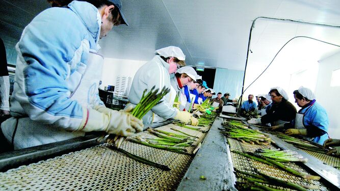 Los agricultores suspenden la producción de espárrago verde por ausencia de pedidos debido al coronavirus en Granada