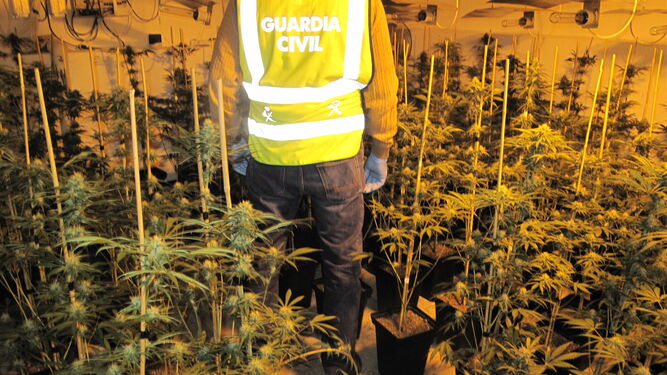 Imagen de archivo de una plantación de marihuana desmantelada por la Guardia Civil.
