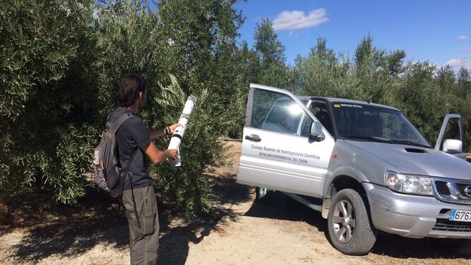 Recogida de muestras contra la plaga del olivo en Granada