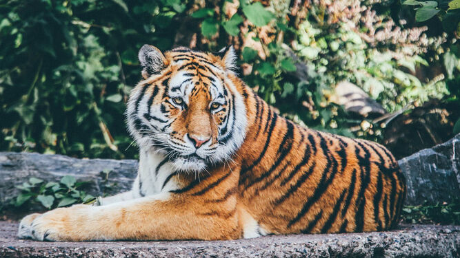 Un tigre descansa en una roca del zoo