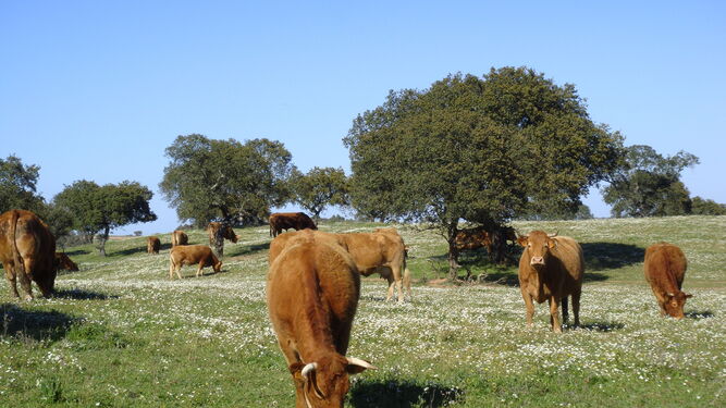 Vacas pastando.