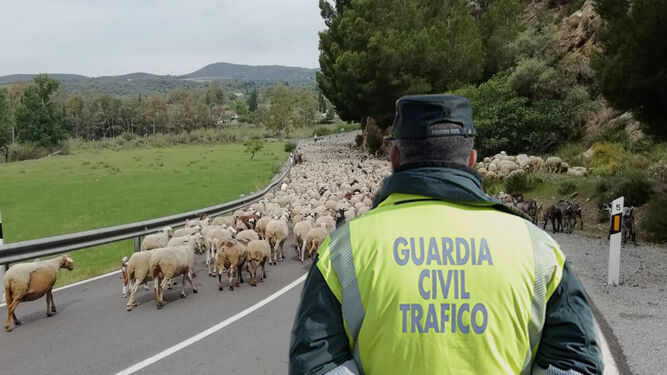 Uno de los agentes de la Guardia Civil de Tráfico vigila el rebaño de ovejas.