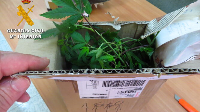 Uno de los paquetes que contenían las plantas de marihuana enviadas por Correos Express.