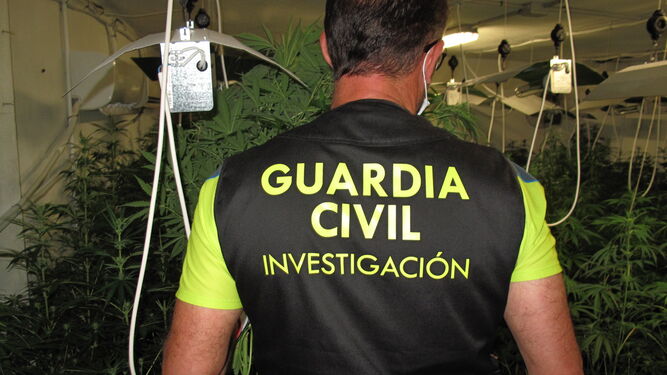 Un agente de la Guardia Civil de Granada en una de las plantaciones de marihuana incautadas.