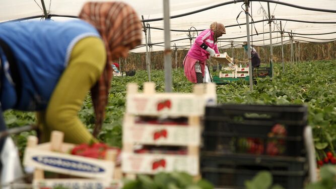 Mujeres marroquíes trabajando en una plantación de fresas.