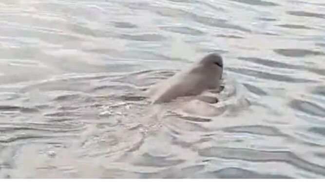 La presencia de un tiburón en Calahonda (Granada) obliga a los bañistas a salirse del agua