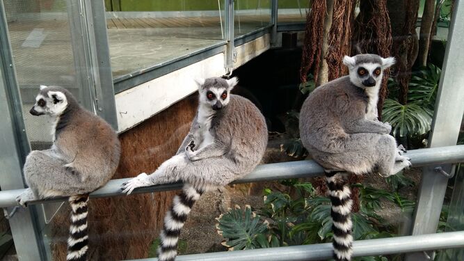 Los lemures de cola anillada han aprovechado el confinamiento para echar siestas más largas.