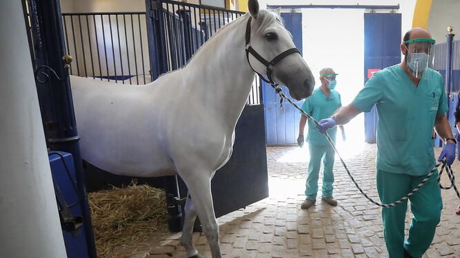 Veterinarios vacunan a un caballo.