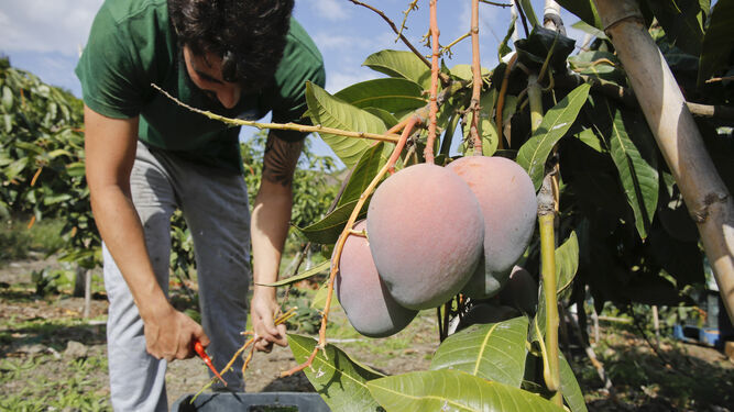 Una plantación de mangos en plena maduración.