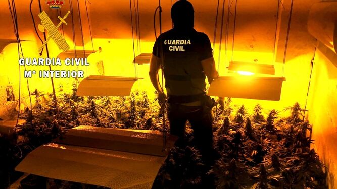 Tercera fase de Green Planet: la operación contra la marihuana más importante de 2020 en Granada