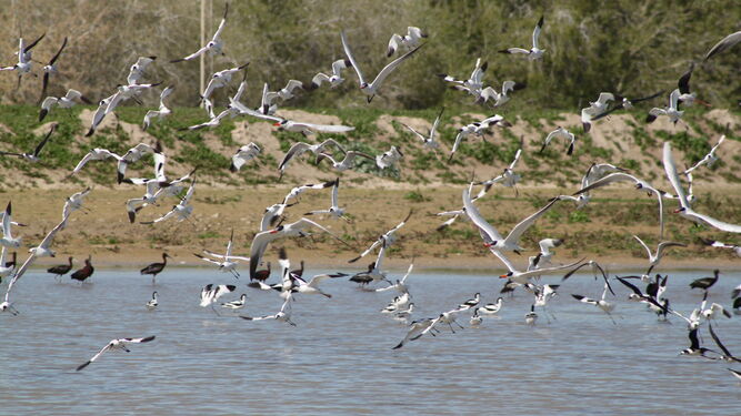 Aves acuáticas en el vaciadero terrestre del Puerto de Sevilla.