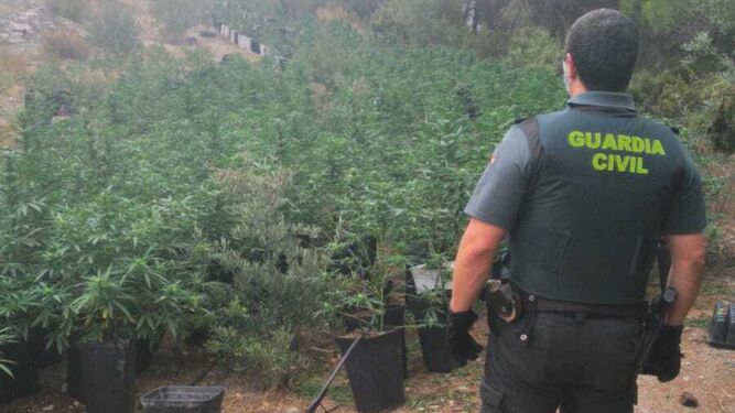 Un agente de la Guardia Civil en la plantación de marihuana descubierta en una finca de Los Guájares.