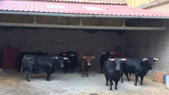 Los toros en los corrales, ya en Granada.