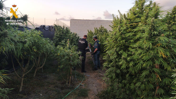 La plantación de marihuana descubierta en un huerto en Fuente Vaqueros