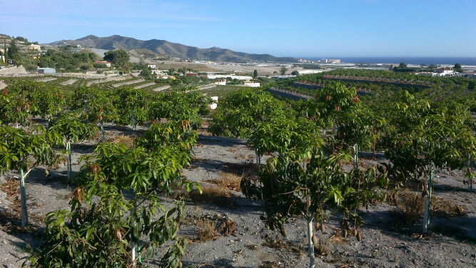 Producciones de chirimoya en la Costa Tropical.