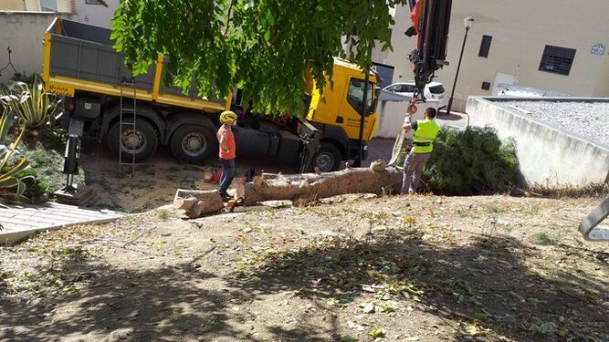 El árbol, ya derribado en la Cuesta del Pino de Granada