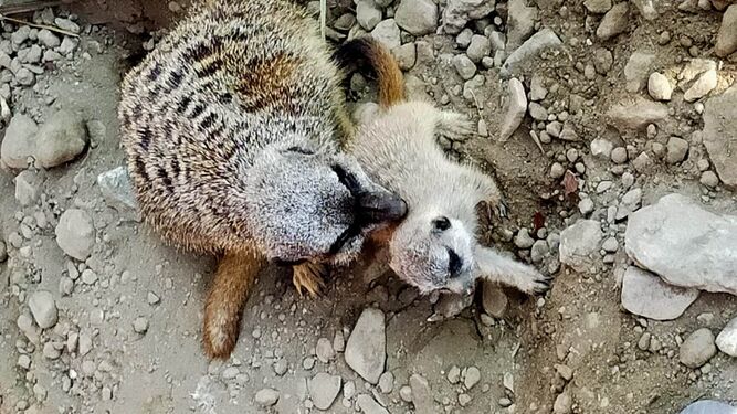 Uno de los suricatos nacidos en el Parque Loro Sexy.