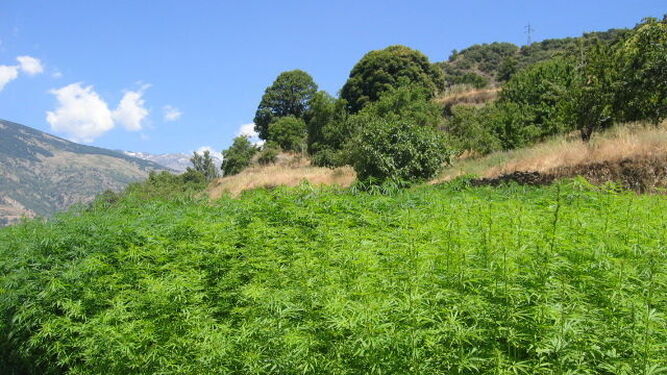 Imagen de archivo de una plantación de cáñamo o "marihuana legal".