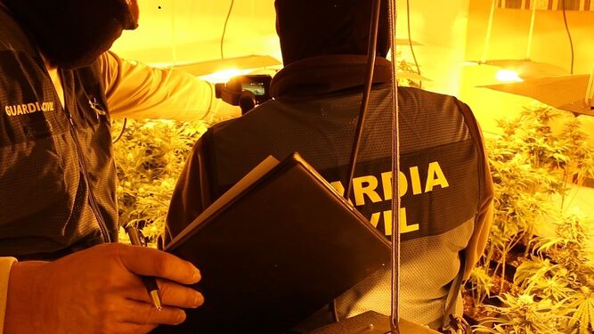 Agentes de la Guardia Civil en una de las plantaciones de marihuana descubiertas.