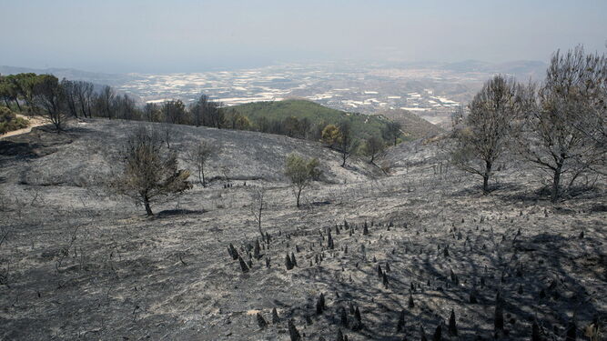 Imagen de archivo del incendio de 2015 en la Sierra de Lújar