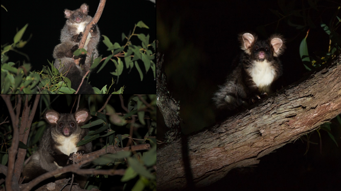 Arriba a la izquierda, 'Petauroides minor'; abajo a la izquierda, 'Petauroides armillatus'; a la derecha, 'Petauroides volans'.
