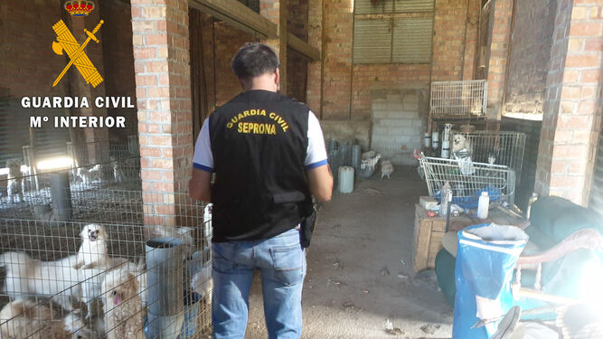 La Guardia Civil descubrió en noviembre un criadero ilegal de perros en Belicena.