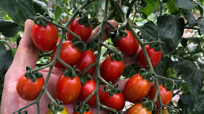 BASF muestra su tomate con resistencia intermedia al virus rugoso del tomate