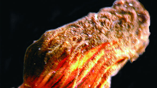 Imagen de archivo de un gusano marino.
