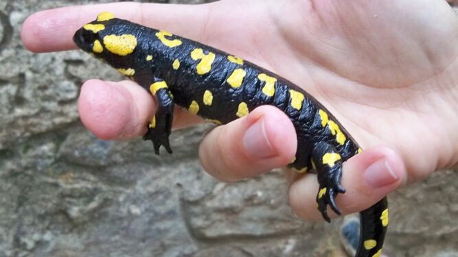 Un ejemplar de salamandra penibética