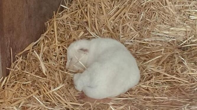 Nace el primer león blanco en cautividad sin enfermedades