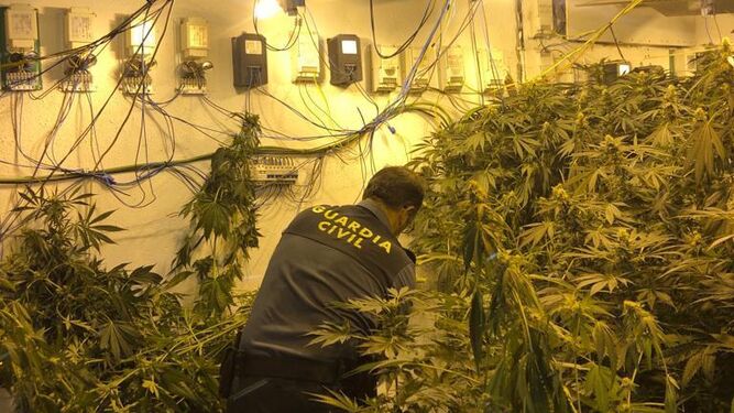 Un agente de la Guardia Civil en uno de los centros de producción de marihuana desmantelados.