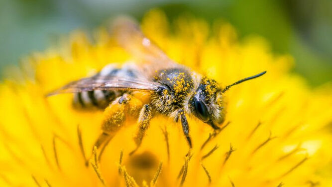 Las abejas pueden ser rastreadoras de contaminación ambiental.