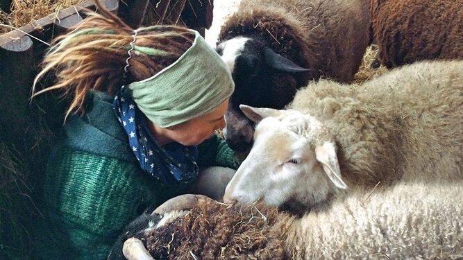 Abrazar ovejas para combatir la soledad, la iniciativa de una granja de animales