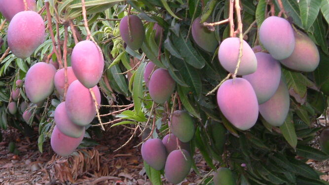 Cultivo de mango en la finca experimental de Caja Rural Granada.