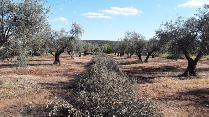 Biomasa de los residuos de olivares, la mayor aportación de Ence a la generación eléctrica.