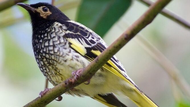 Este pájaro podría extinguirse por olvidar su canto de apareamiento
