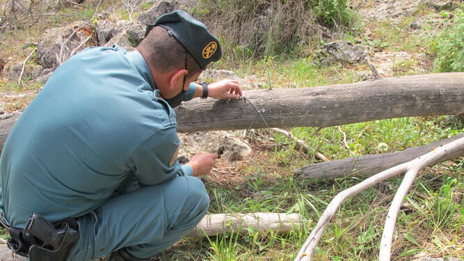 Un agente de la Guardia Civil quita uno de los lazos prohibidos colocado en el coto de caza.
