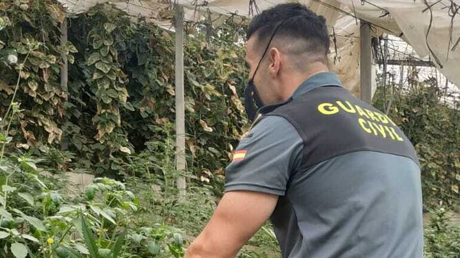 No eran judías verdes, era marihuana: La Guardia Civil de Granada localiza dos plantaciones de cannabis ocultas en cultivos de hortalizas