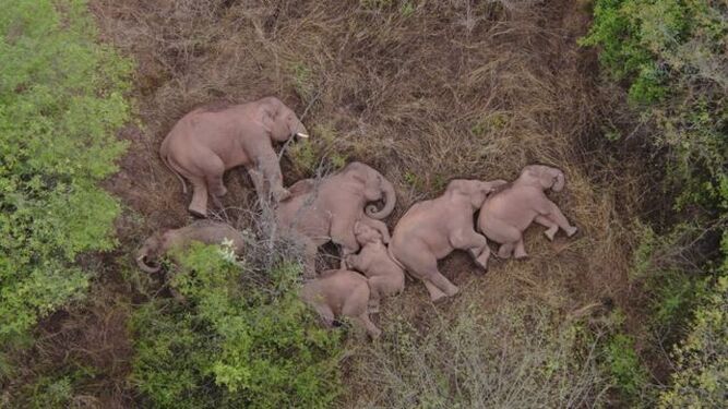 Un grupo de elefantes deambula por China desde hace más de un año